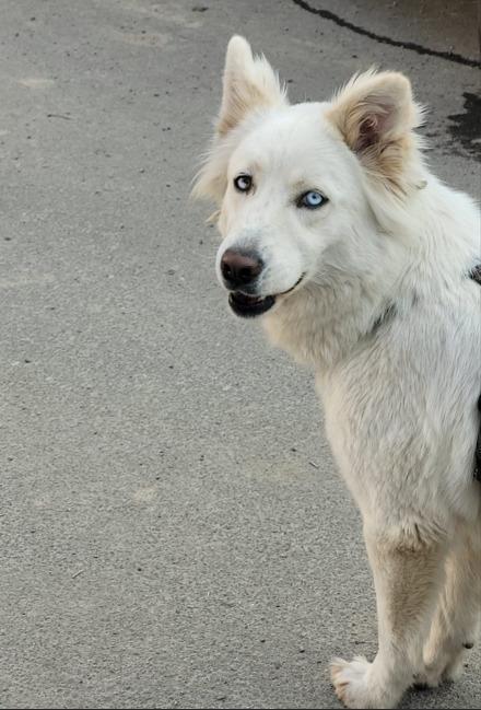 🐾💖 “CANDY, DOLCEZZA IN CERCA DI CASA 🏡” Foto 3